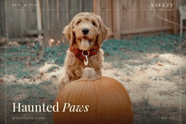 Affordable Halloween Pet Costumes & Treats 2026